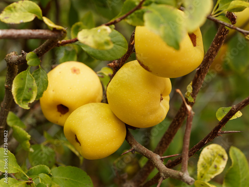 Photography Fruits pommacés et jaunâtre du Cognassier du Japon (Chaenomeles japonica)