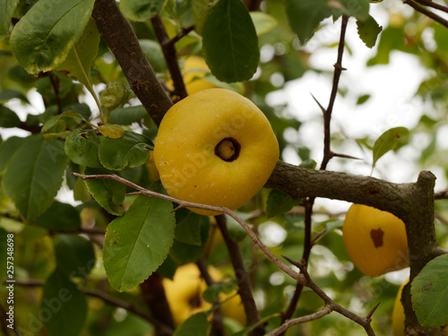 Fotografi Fruits pommacés et jaunâtre du Cognassier du Japon (Chaenomeles japonica)