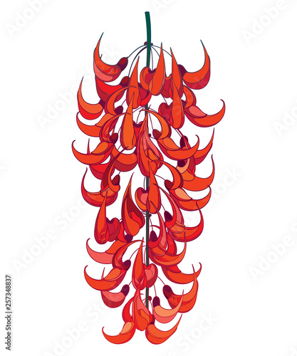 Outline Mucuna bennettii or New Guinea creeper or red jade vine flower bunch with bud isolated on white background.