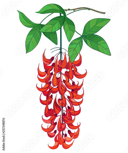 Branch of outline Mucuna bennettii or New Guinea creeper or red jade vine flower bunch, bud and leaf isolated on white background.