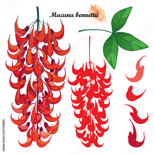 Set of outline Mucuna bennettii or New Guinea creeper or red jade vine flower bunch, bud and leaves isolated on white background.