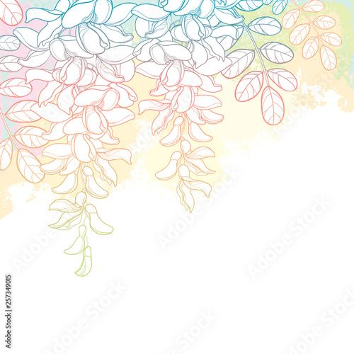 Corner bunch of outline false Acacia or black Locust flower, bud and leaves on the pastel pink and white background.