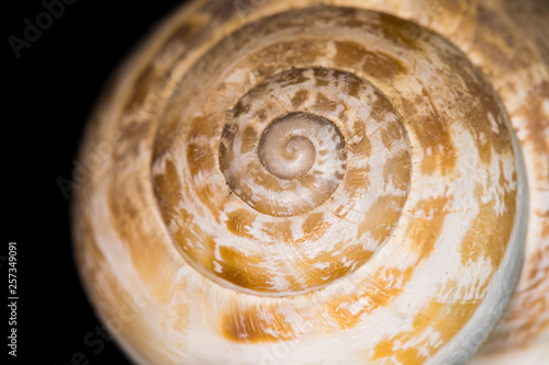 A Snail Photographed on a Dark Background