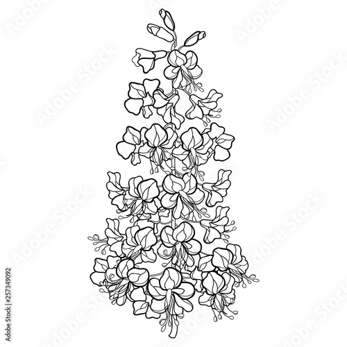 Outline Buckeye or Horse chestnut or Aesculus flower bunch in black isolated on white background. 