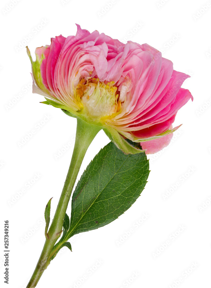 Inner vertical cut of spring Easter  bud of a  pink  rose  flower isolated