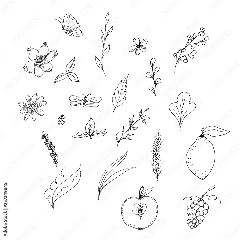 illustration of black and white pattern nature plants flowers insects illustration of black and white pattern nature plants flowers insects