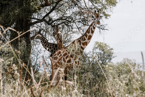 Simetric giraffe in Uganda