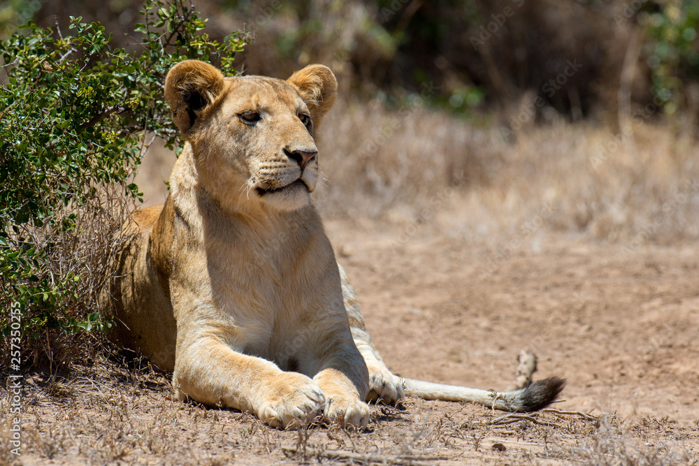 Fototapeta premium Lion in National park of Kenya