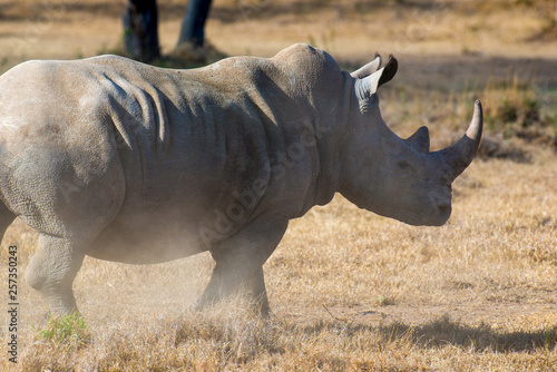 African white rhino