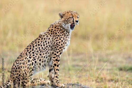 Wild african cheetah © byrdyak