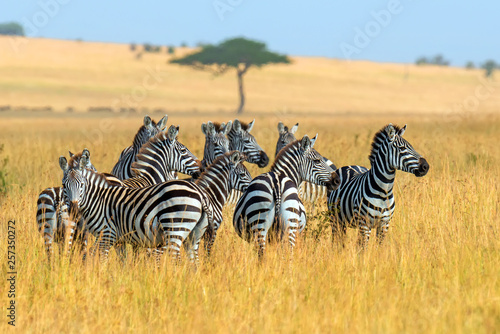 Zebra on grassland in Africa © byrdyak