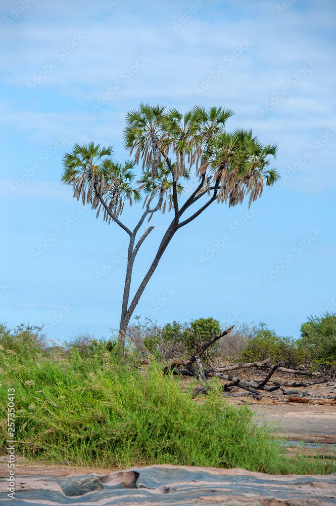 Savannah landscape in the National park of Kenya Savannah landscape in the National park of Kenya