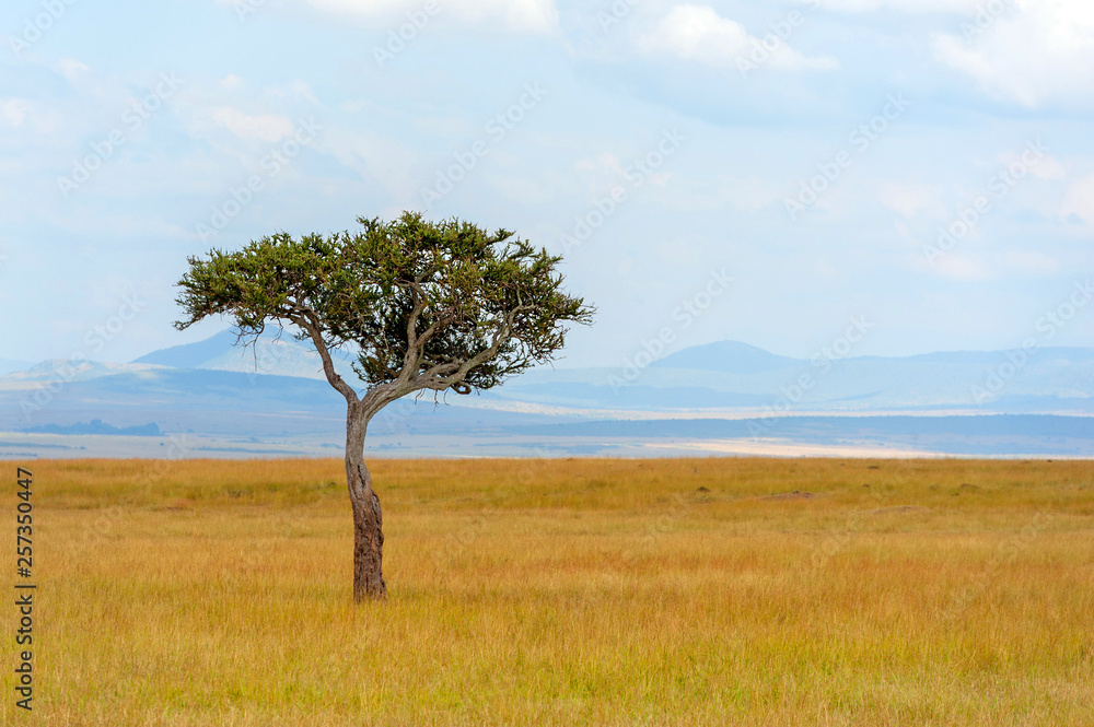 Landscape with nobody tree in Africa