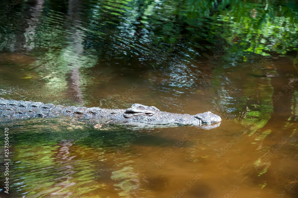 Crocodile in National park of Kenya, Africa Crocodile in National park of Kenya, Africa