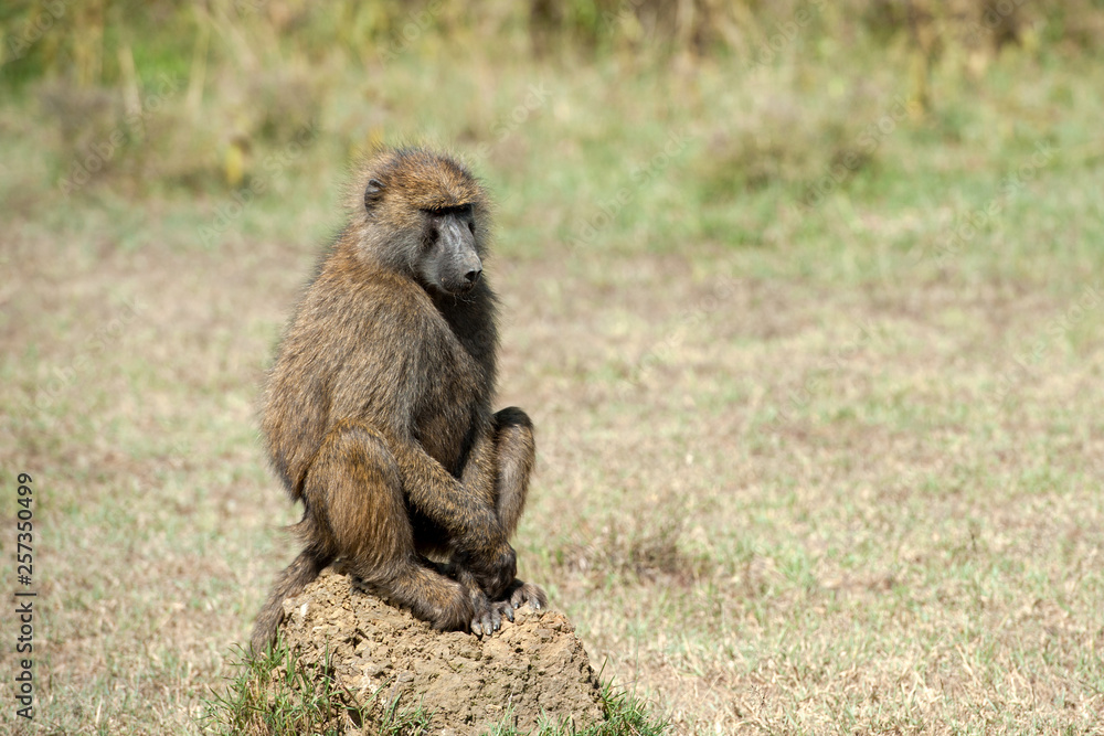 Baboon in National park of Kenya