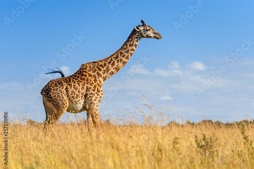 Giraffe in National park of Kenya