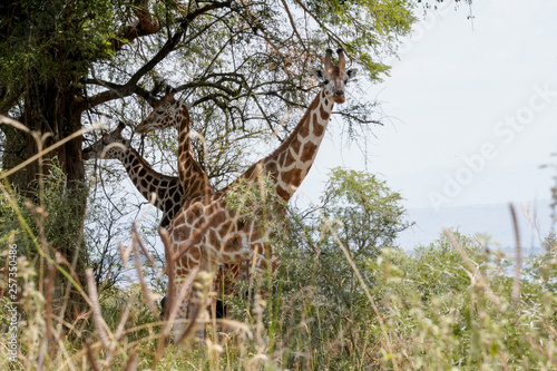 Simetric giraffe in Uganda