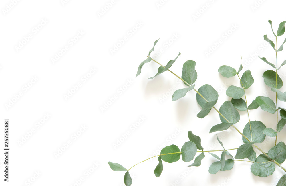 Eucalyptus leaves on white background. Flat lay, top view, copy space