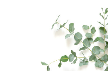 Eucalyptus leaves on white background. Flat lay, top view, copy space