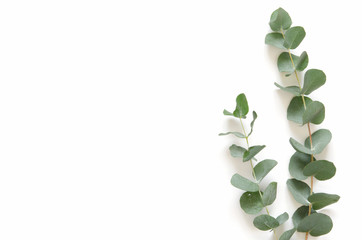 Eucalyptus leaves on white background. Flat lay, top view, copy space