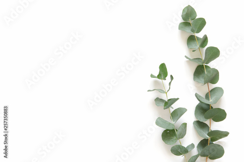 Eucalyptus leaves on white background. Flat lay, top view, copy space photo
