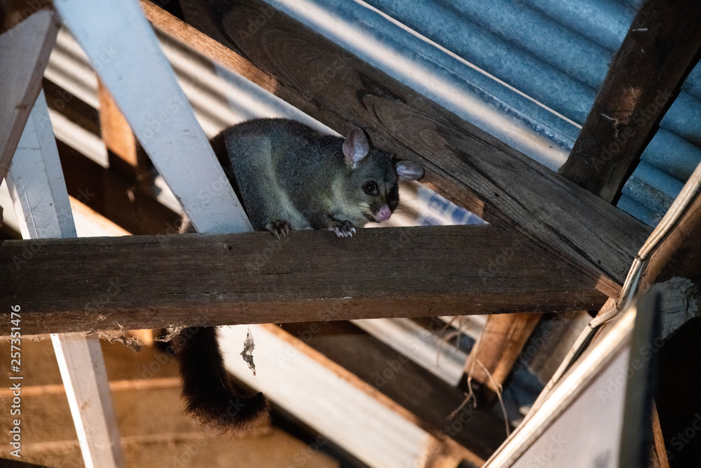 possum in a roof Stock Photo Adobe Stock