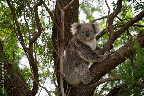 Photography koala in a tree