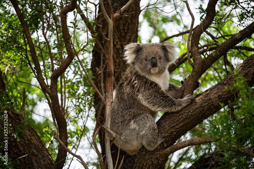 Photography koala in a tree
