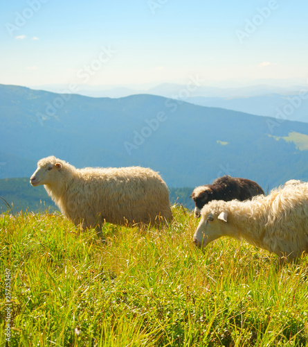 Herd sheeps grazing mountai...