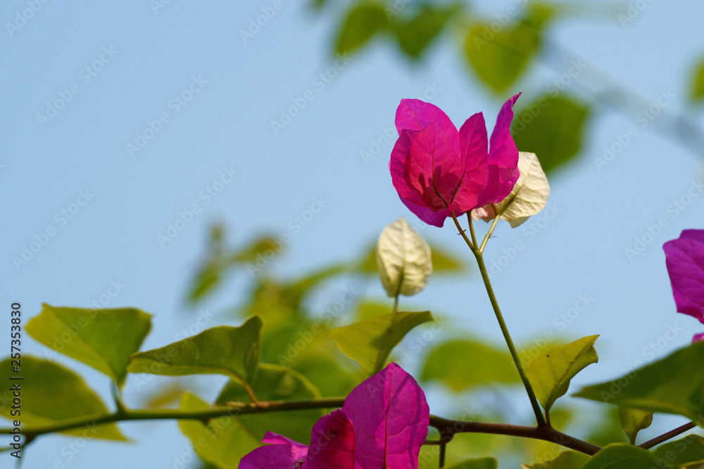Bougainvillea flower in afternoon sunlight