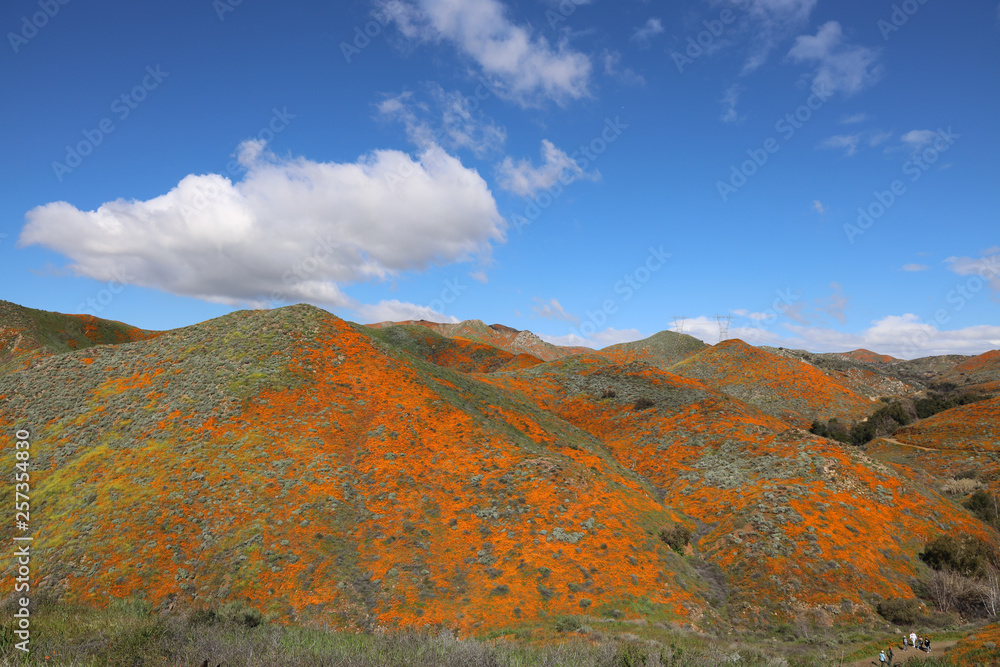 Walker Canyon California Poppy Super Bloom