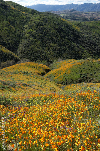 Walker Canyon California Poppy Super Bloom