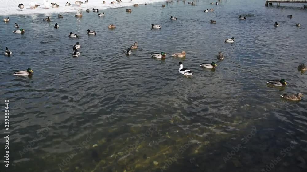 flock of ducks swimming in lake flock of ducks swimming in lake