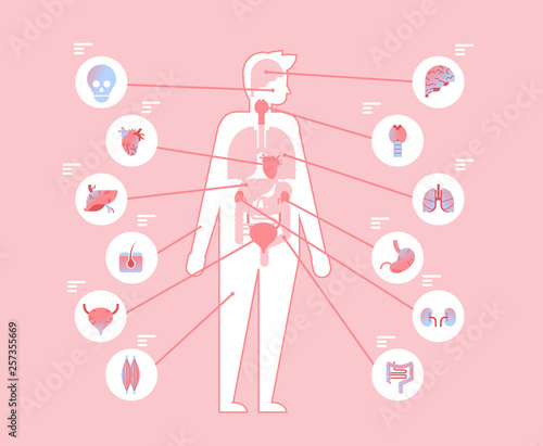Major human body internal organs inside anatomical