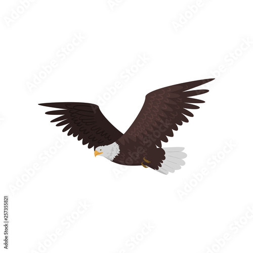 Flying bald eagle with large wings isolated on white background