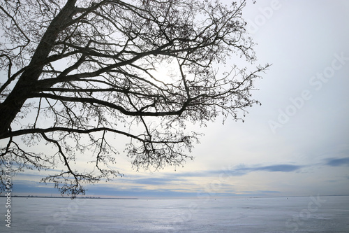 Gulf of Finland in early spring frozen in snow and tree as background.