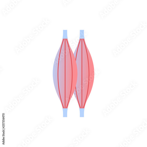 muscle icon human organ anatomy healthcare medical concept white background