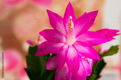 Beautiful blooming pink flower Decembrist. Christmas cactus photo