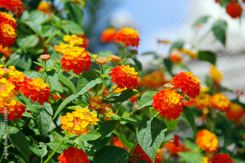 Bright yellow and orange inflorescences of lantana flower against the blue sky.