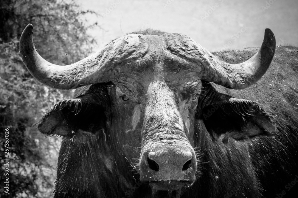 Naklejka premium Portrait Buffalo in Murchison falls