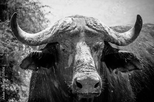 Portrait Buffalo in Murchison falls