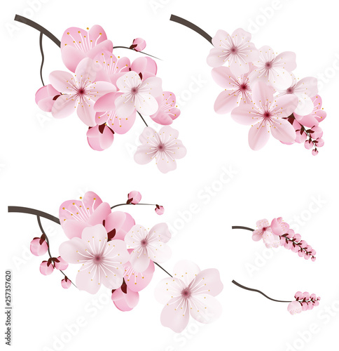 Dark and light pink sakura  flowers.