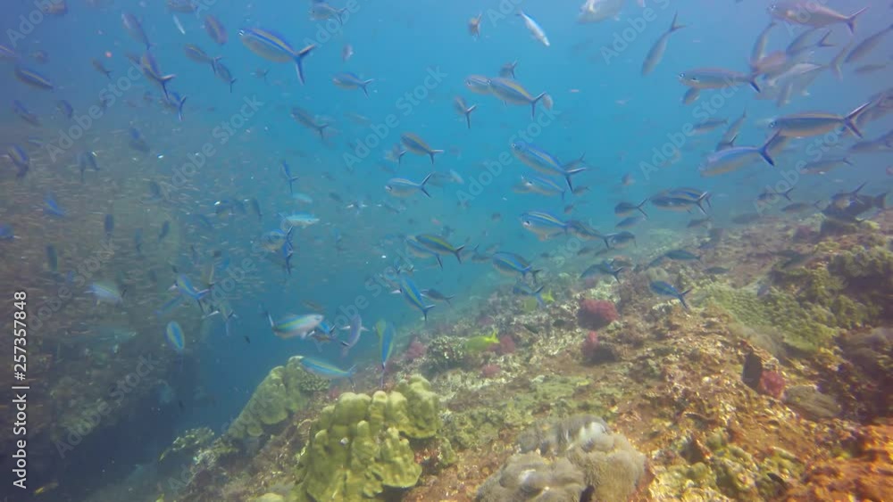 Underwater coral reef and fish in Indian Ocean 
