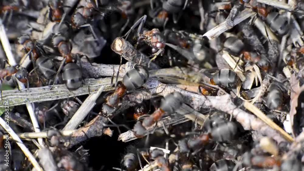 gros plan sur les fourmis rouges gros plan sur les fourmis rouges