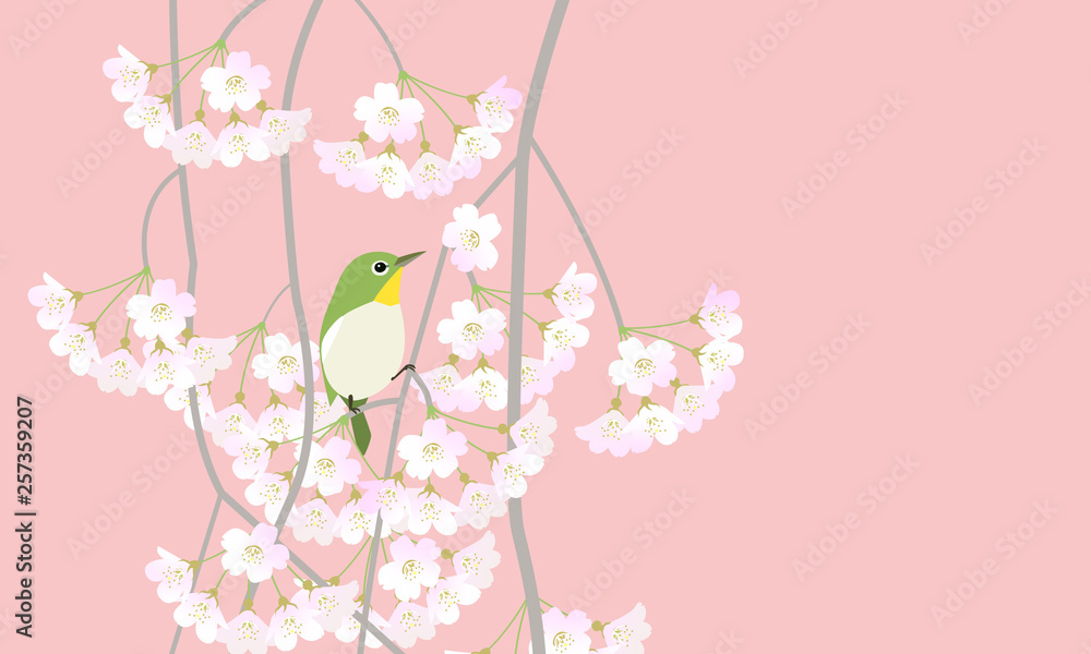 メジロと枝垂れ桜　ピンク色背景