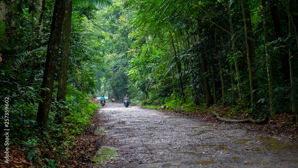 Fototapeta premium forest and society interaction