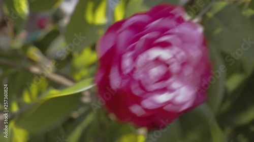 Wallpaper Mural Beauty of red rose 2 Torontodigital.ca