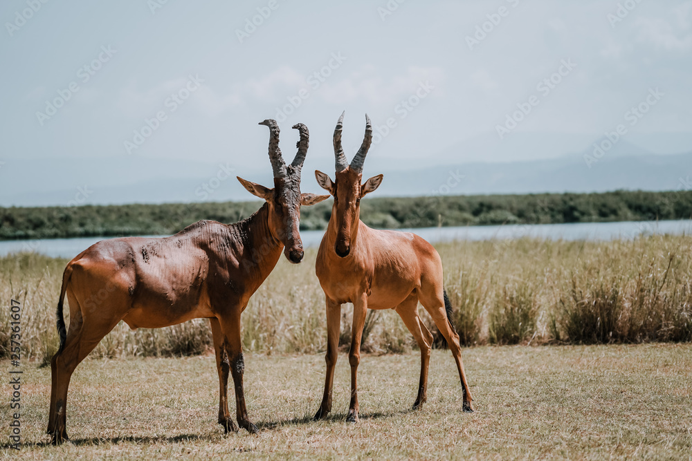 Damaliscus in Murchison Falls Damaliscus in Murchison Falls