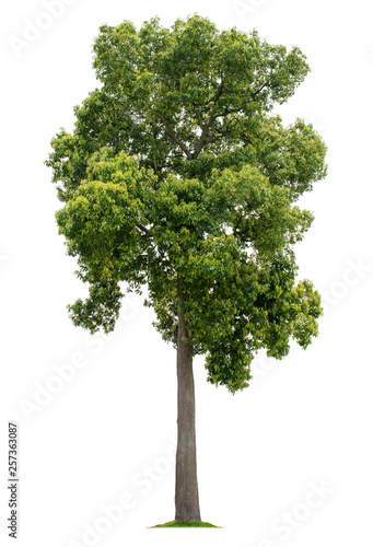 Big tree isolated on white background with clipping paths for garden design
