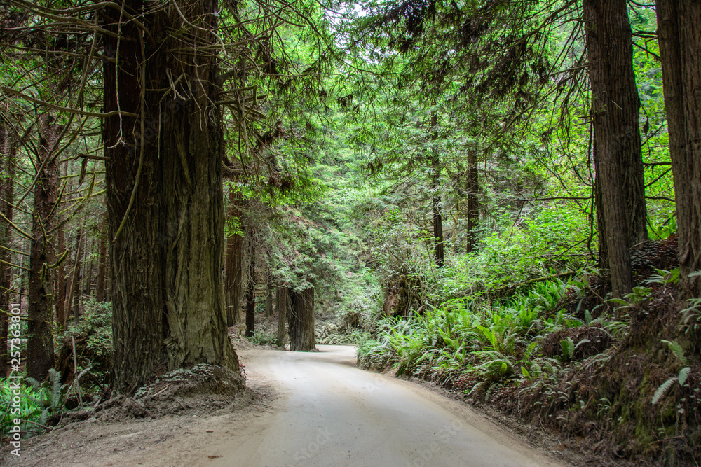 Fototapeta premium Road in the misty forest of Redwood National Park California USA